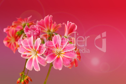 Lewisia, Blütengruß