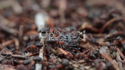 ants carrying a large insect