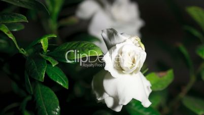 Time-lapse white gardenia opening.