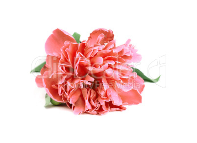 Pink Peony isolated