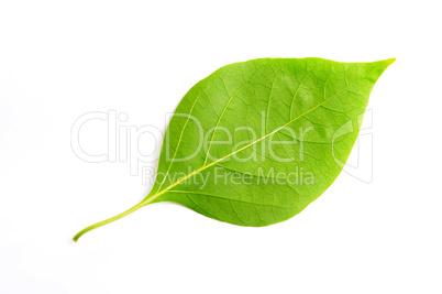 Green leaf of bougainvillea spectabilis wind