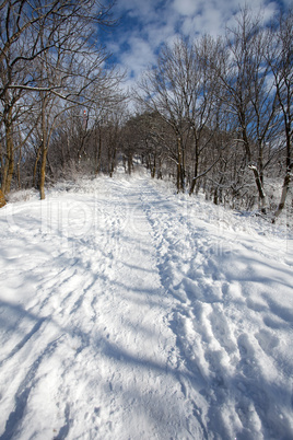 Winter path trough forest