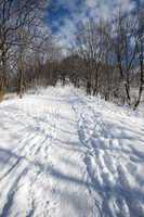 Winter path trough forest