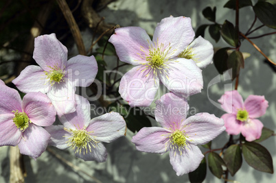 Blossom flower