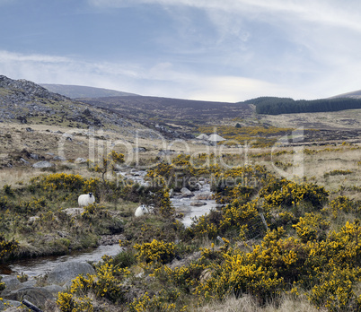 County Wicklow mountains, cheep