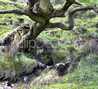 Curved tree at mountains valley