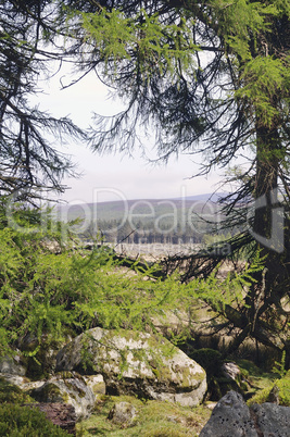 Larch forest at Wicklow mountains