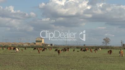 Cows grazing farm meadow time lapse
