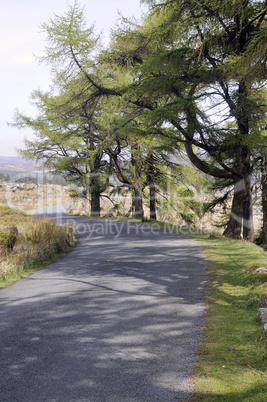 Larch forest at Wicklow mountains