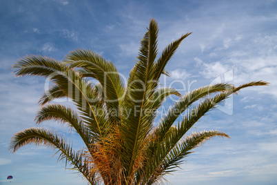 Palmspitze vor blauem Himmel