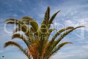 Palmspitze vor blauem Himmel