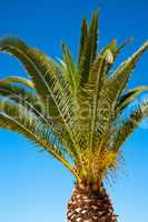Palmspitze vor blauem Himmel