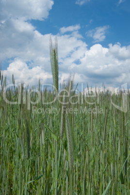 Gerstenfeld vor blauem Himmel