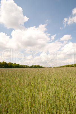 Gerstenfeld vor türkisblauem bewölkten Himmel