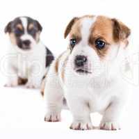 Two jack russel pups