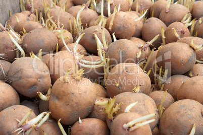 Potatoes tubers before planting