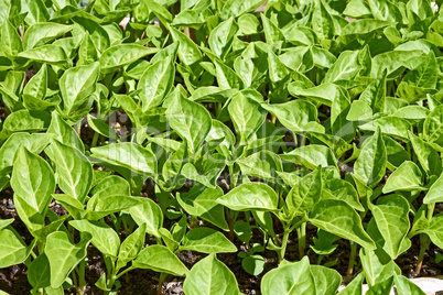 Seedlings of sweet pepper plants