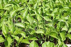 Seedlings of sweet pepper plants