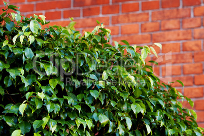 background of a red brick wall and ficus