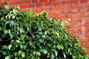 background of a red brick wall and ficus