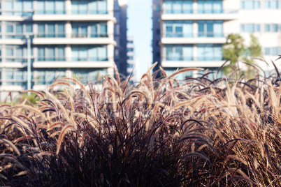 spikelets on the background of modern office buildings