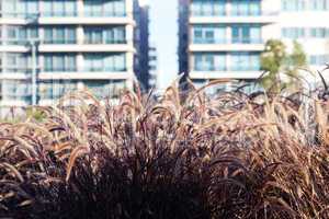 spikelets on the background of modern office buildings
