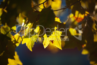 maple leaves in bright sunlight