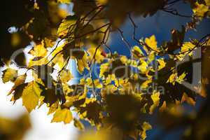 maple leaves in bright sunlight