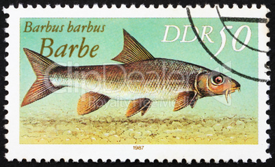 Postage stamp GDR 1987 Common Barbel, Barbus Barbus