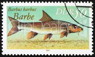 Postage stamp GDR 1987 Common Barbel, Barbus Barbus