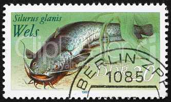 Postage stamp GDR 1987 Wels Catfish, Sheatfish, Silurus Glanis