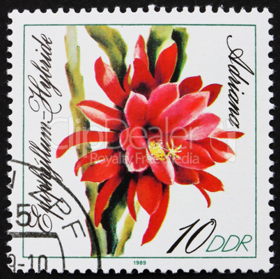 Postage stamp GDR 1989 Adriana, Epiphyllum, Flowering Cacti