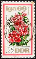 Postage stamp GDR 1966 Rhododendron