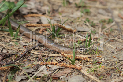 Blindschleiche (Anguis fragilis) / Slow Worm (Anguis fragilis)