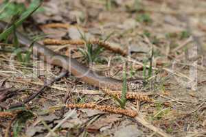 Blindschleiche (Anguis fragilis) / Slow Worm (Anguis fragilis)