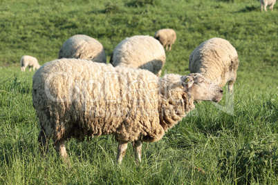 Schafe / Sheep