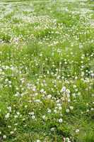 Field with Dandelions