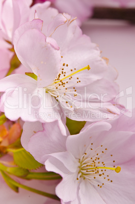 cherry flower