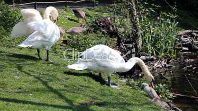 Couple of swans with little cygnets