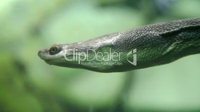 Snake-necked turtle swimming underwater