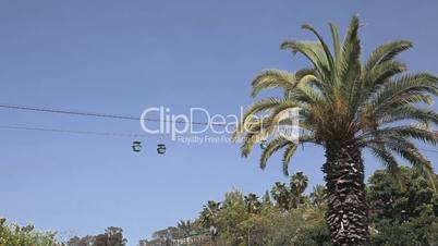 Cableway and palm tree