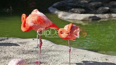 Pink flamingo cleaning feathers in zoo