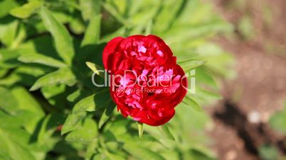 Red peony in a garden.