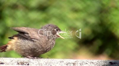 Hausrotschwanz (Phoenicurus ochruros)