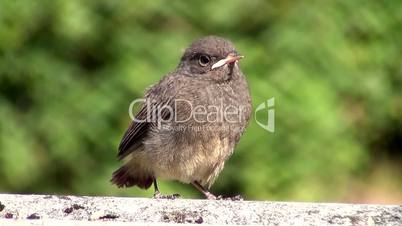 Hausrotschwanz (Phoenicurus ochruros)