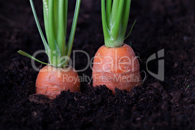 zwei Karotten in einem Beet