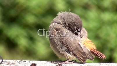 Hausrotschwanz (Phoenicurus ochruros)