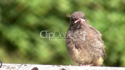 Hausrotschwanz (Phoenicurus ochruros)