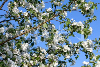 Flowers Blooming Apple Tree