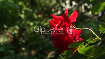 Red Flowers 002